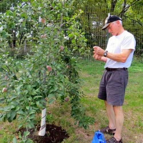 The Story Of Our Orchards